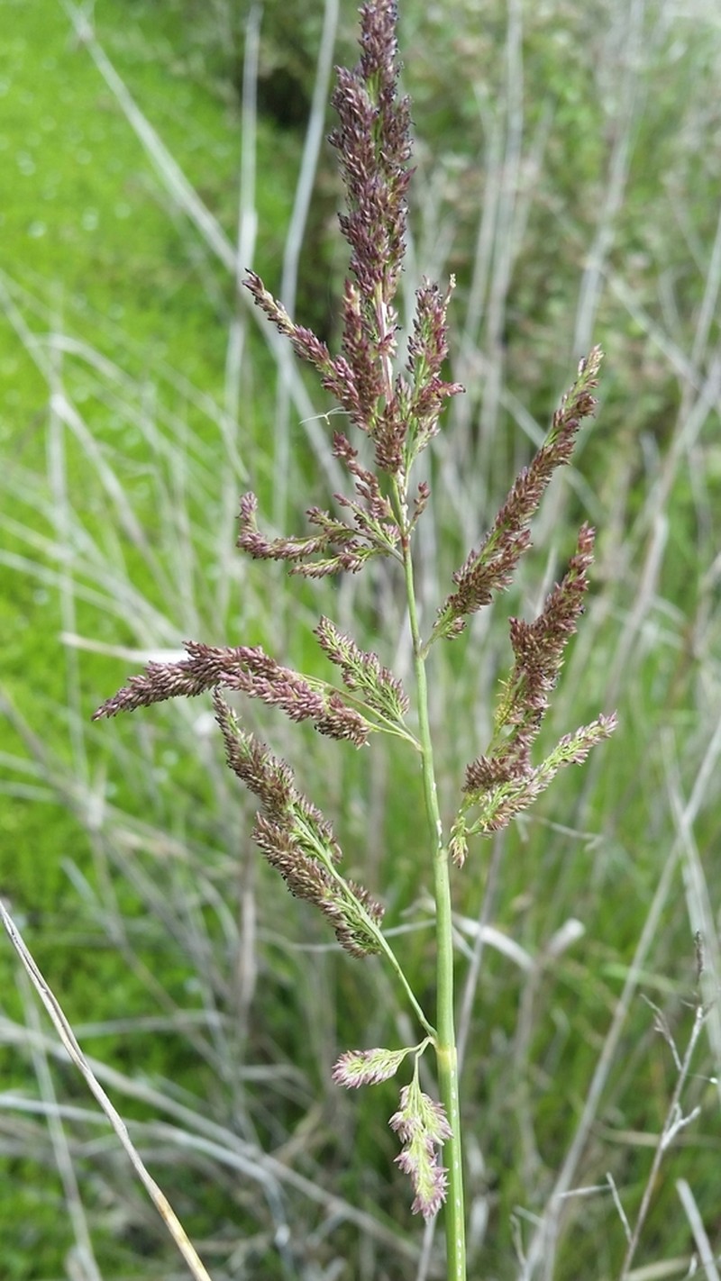 Redtop Panicgrass photo 7