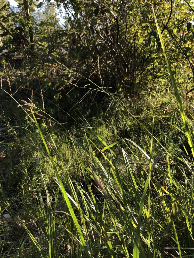 Redtop Panicgrass photo 8