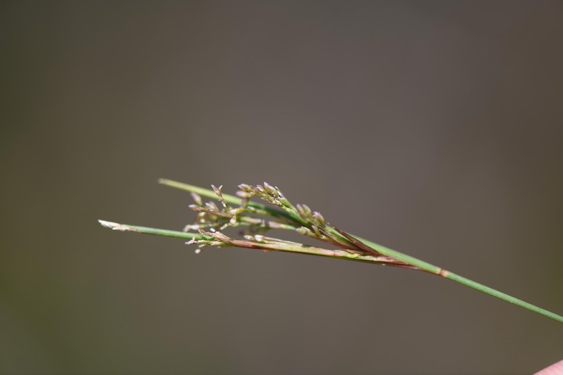 Savannah Panicgrass