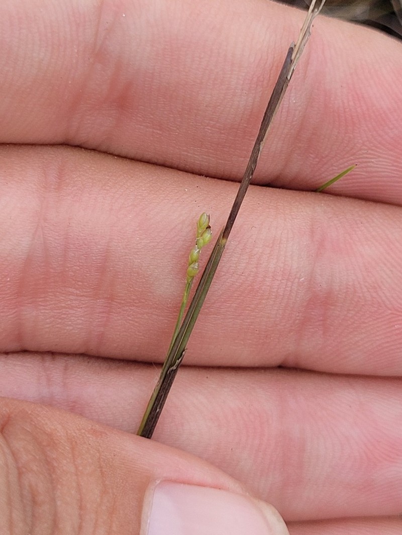 Savannah Panicgrass photo 2