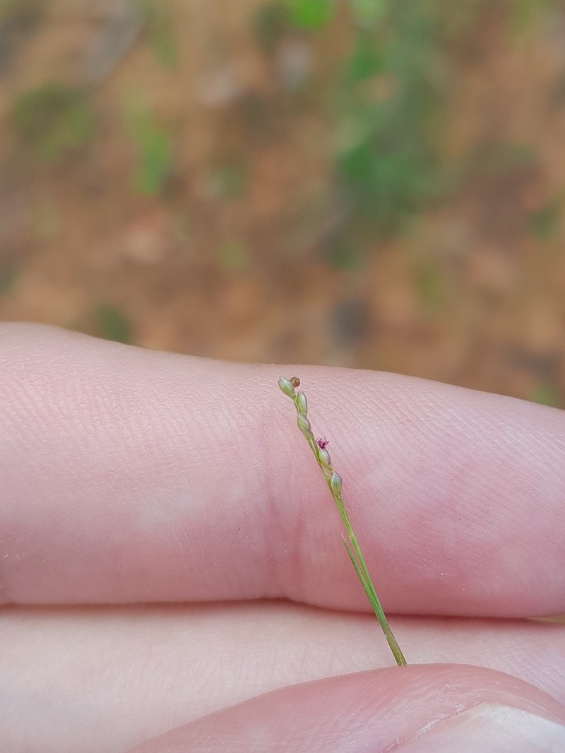 Savannah Panicgrass photo 3