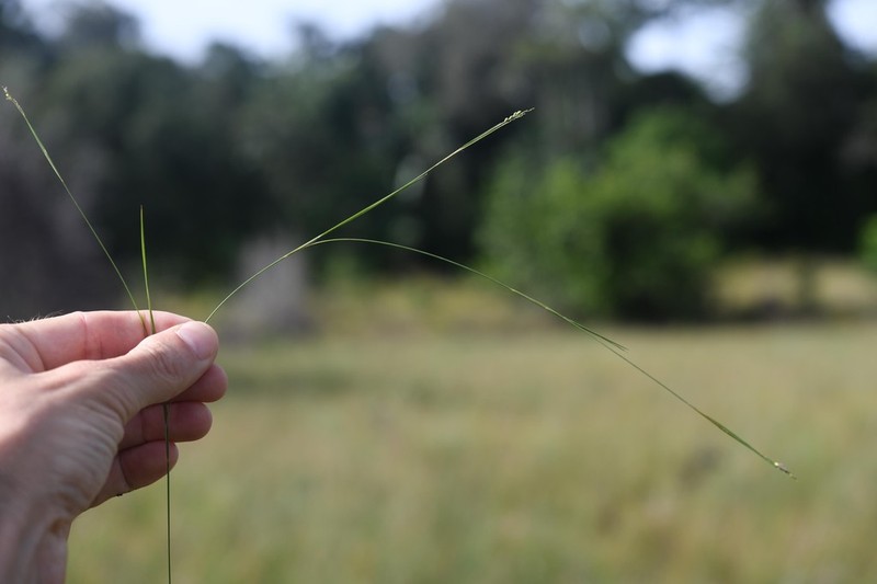 Savannah Panicgrass photo 4
