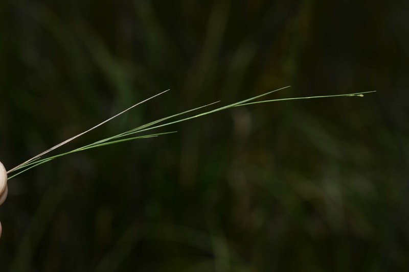Savannah Panicgrass photo 5