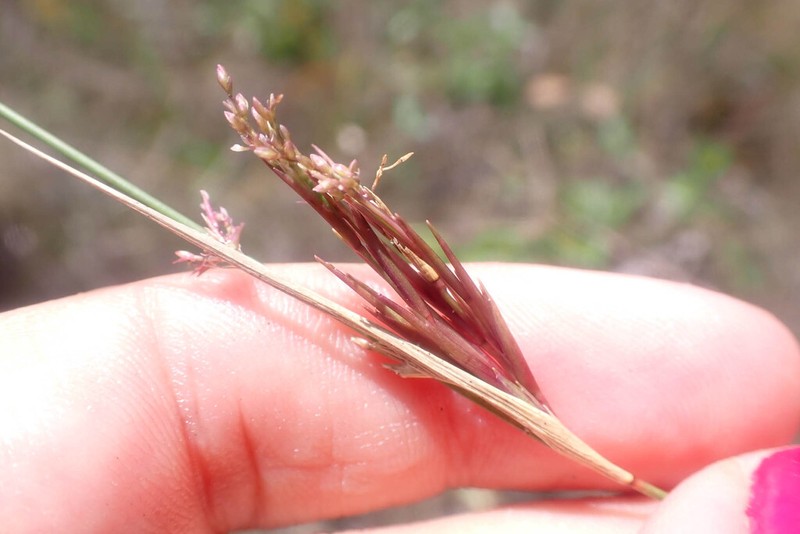 Savannah Panicgrass photo 6