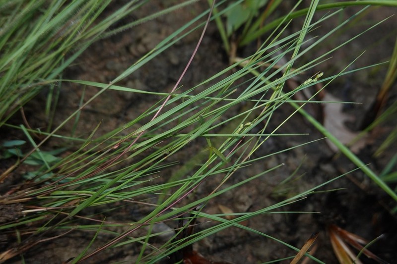 Savannah Panicgrass photo 7