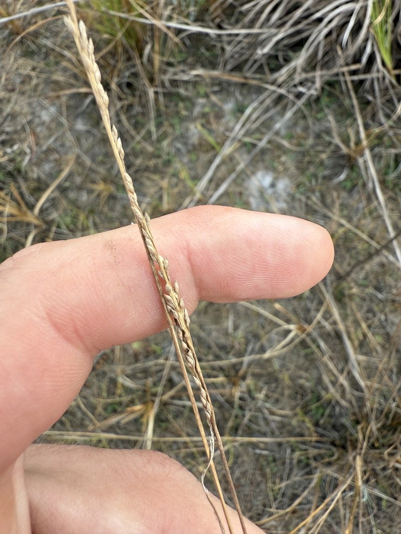 Bluejoint Panicgrass