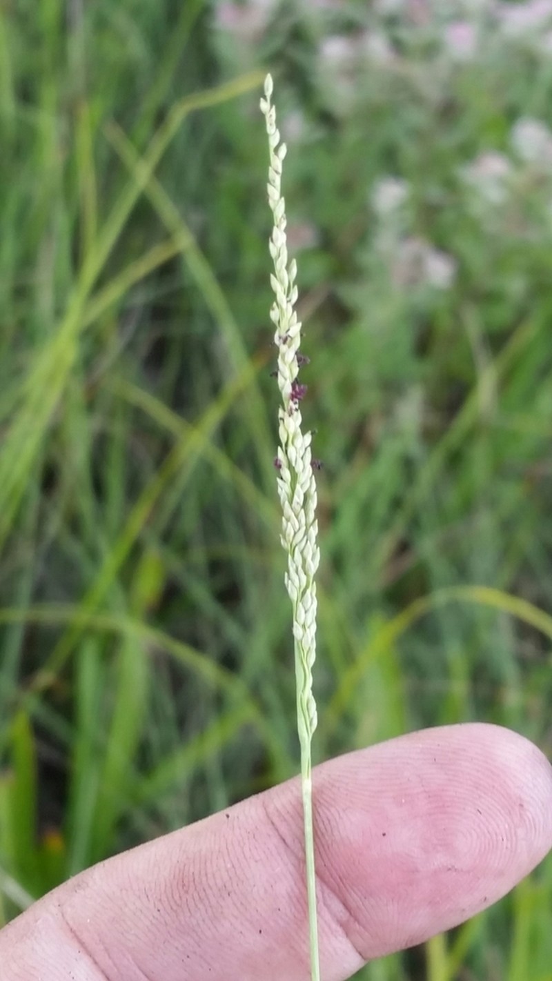 Bluejoint Panicgrass photo 2