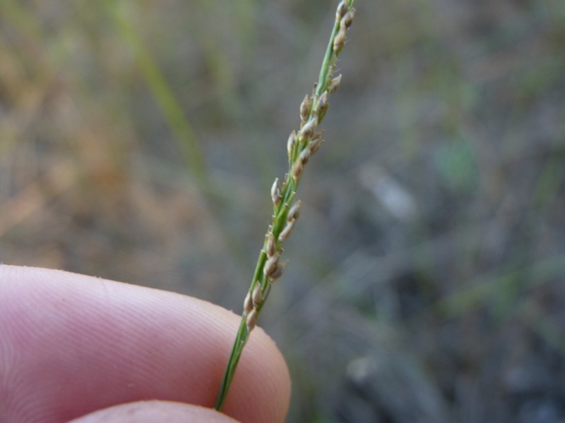 Bluejoint Panicgrass photo 3