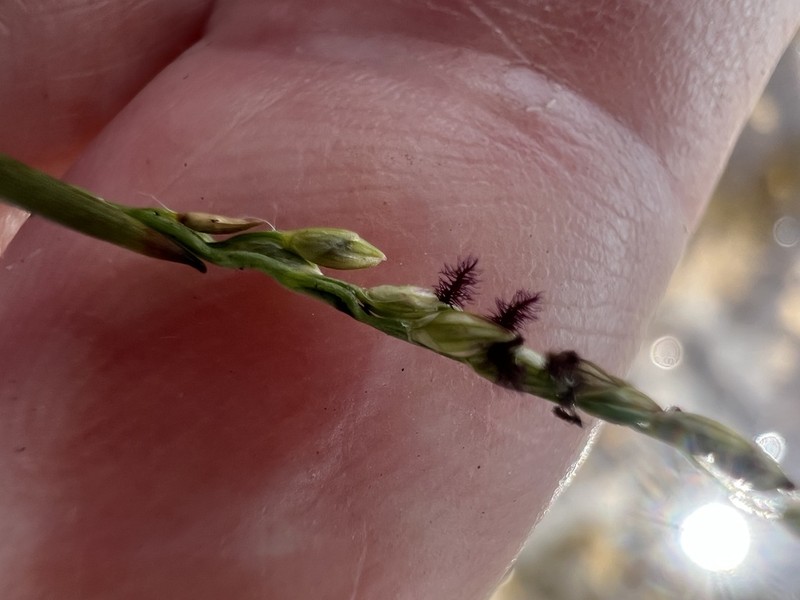 Bluejoint Panicgrass photo 4