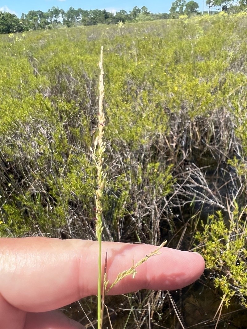 Bluejoint Panicgrass photo 5