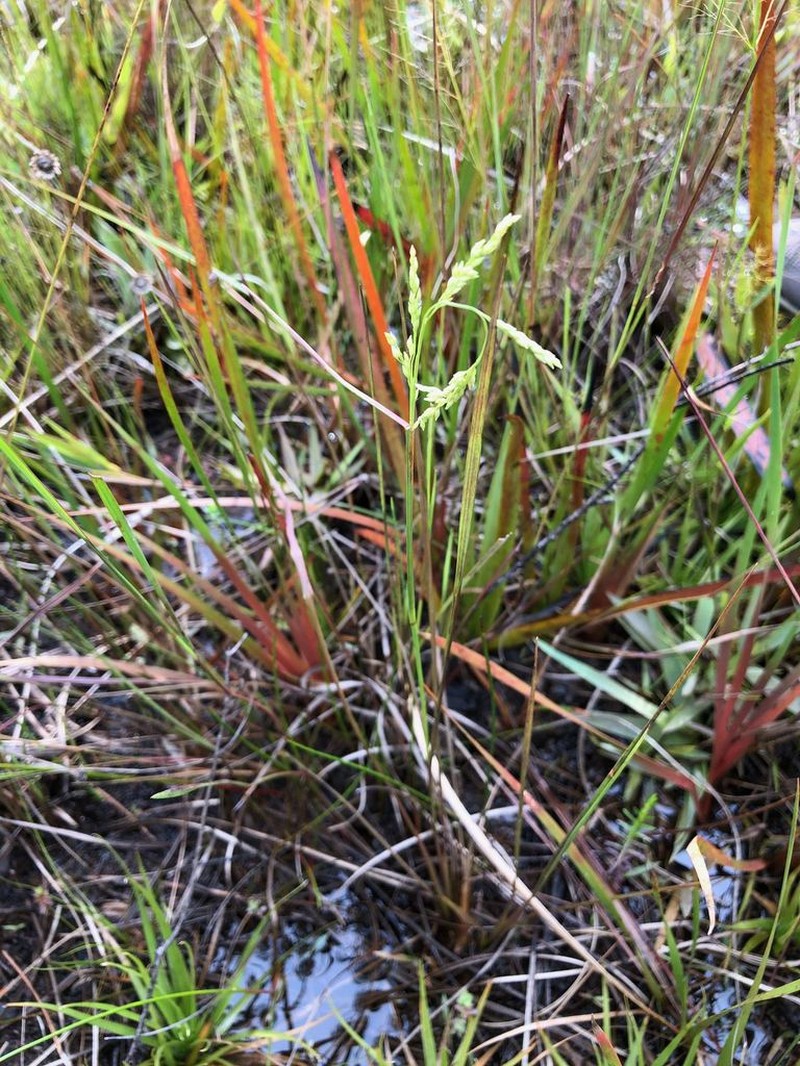 Bluejoint Panicgrass photo 6