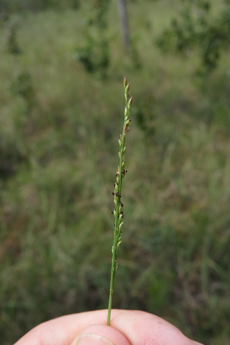 Bluejoint Panicgrass photo 7