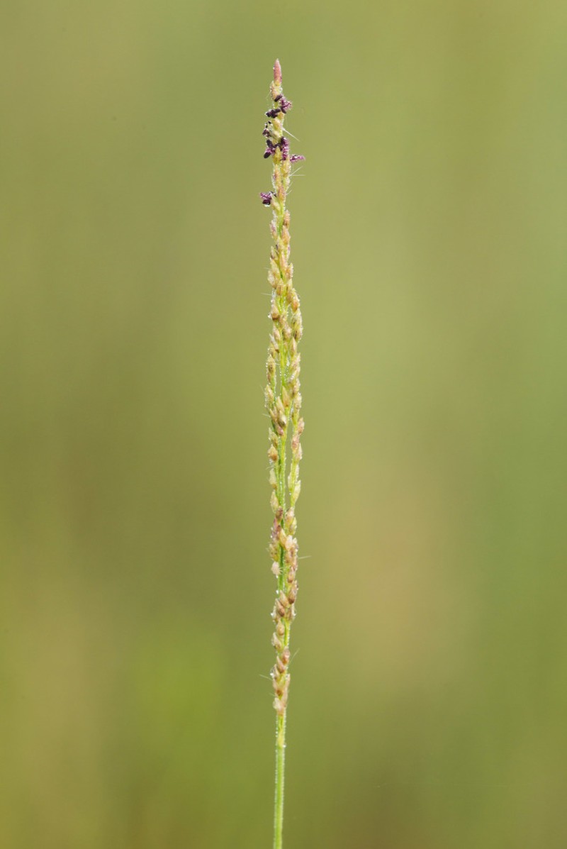 Bluejoint Panicgrass photo 8