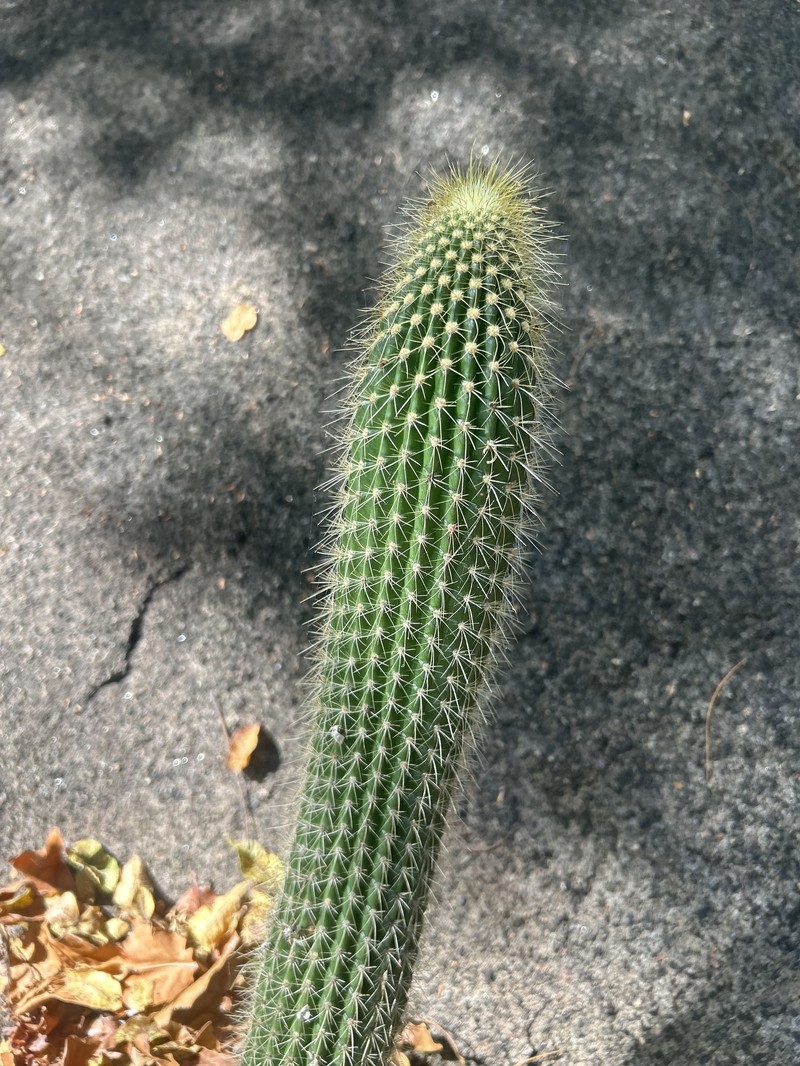 Coleocephalocereus buxbaumianus subsp. buxbaumianus