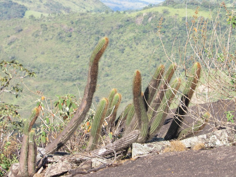 Coleocephalocereus buxbaumianus subsp. buxbaumianus photo 2