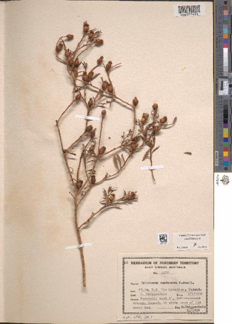Coleocoma centaurea