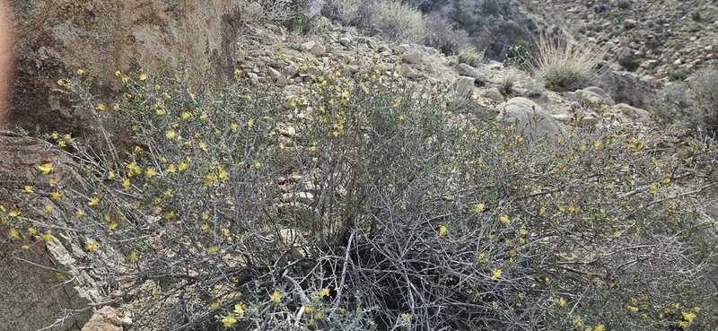 Blackbrush