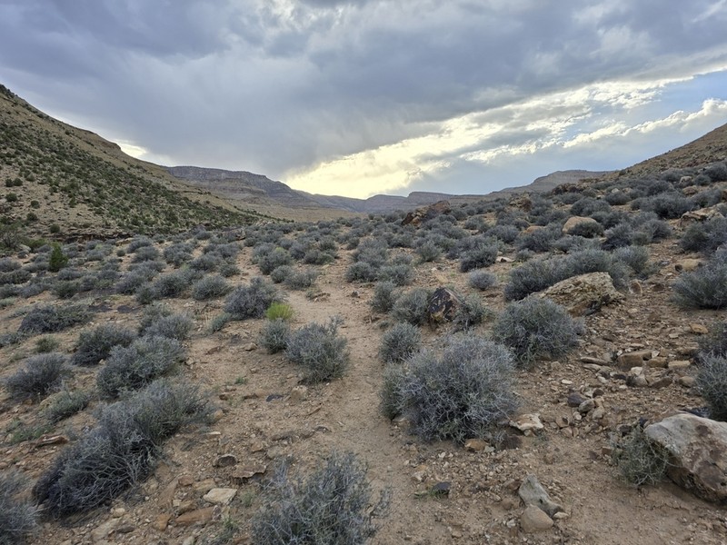 Blackbrush photo 2
