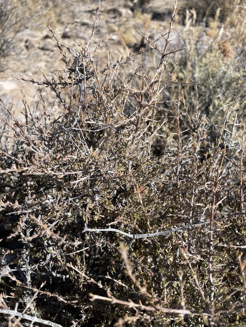 Blackbrush photo 3