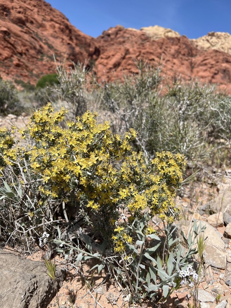Blackbrush photo 4