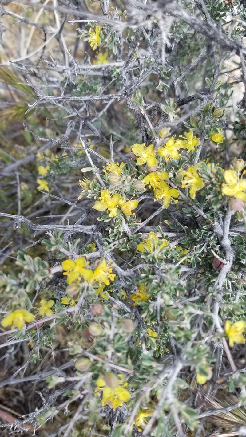 Blackbrush photo 5