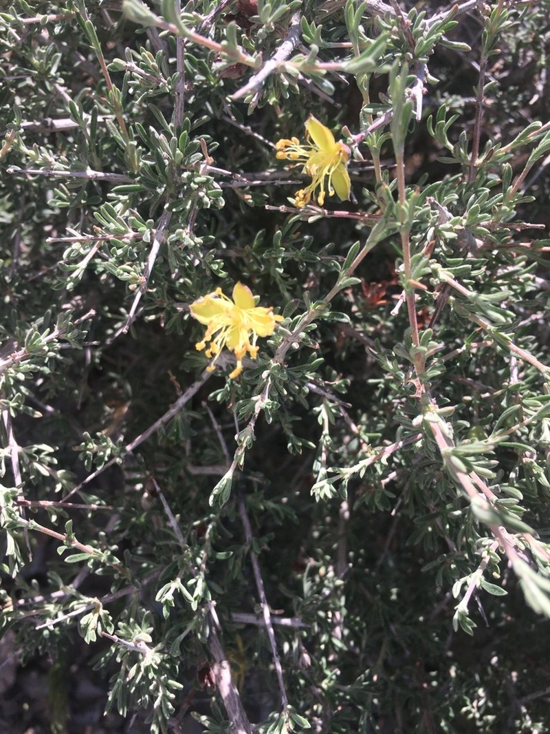Blackbrush photo 6