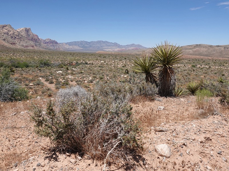 Blackbrush photo 7