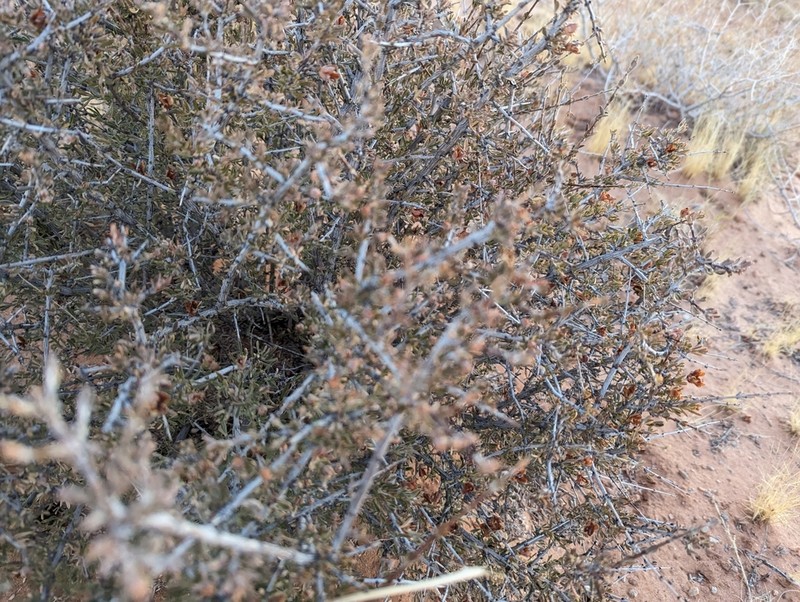 Blackbrush photo 8