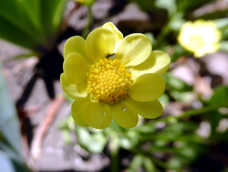 Coleostephus multicaulis photo 2