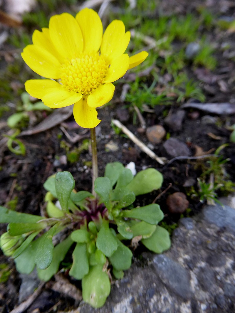 Coleostephus multicaulis photo 4