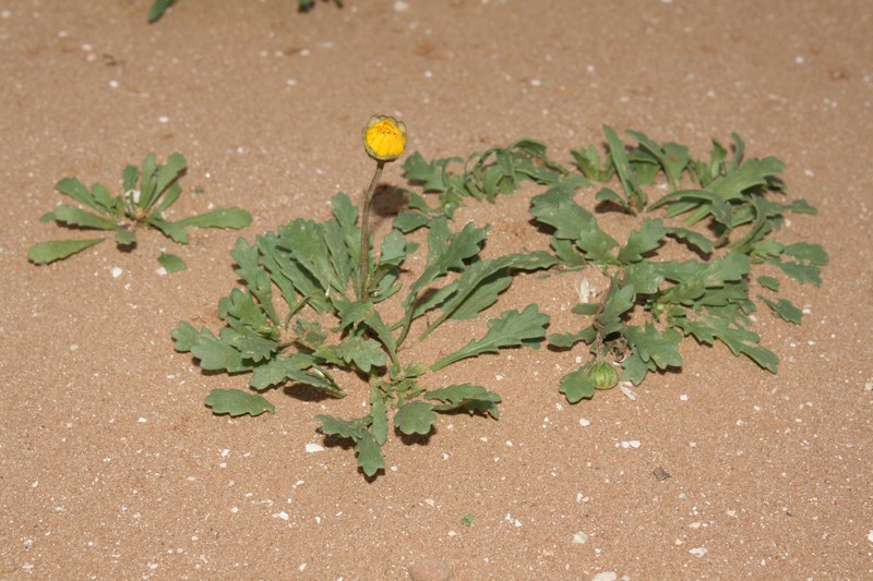 Coleostephus multicaulis photo 6