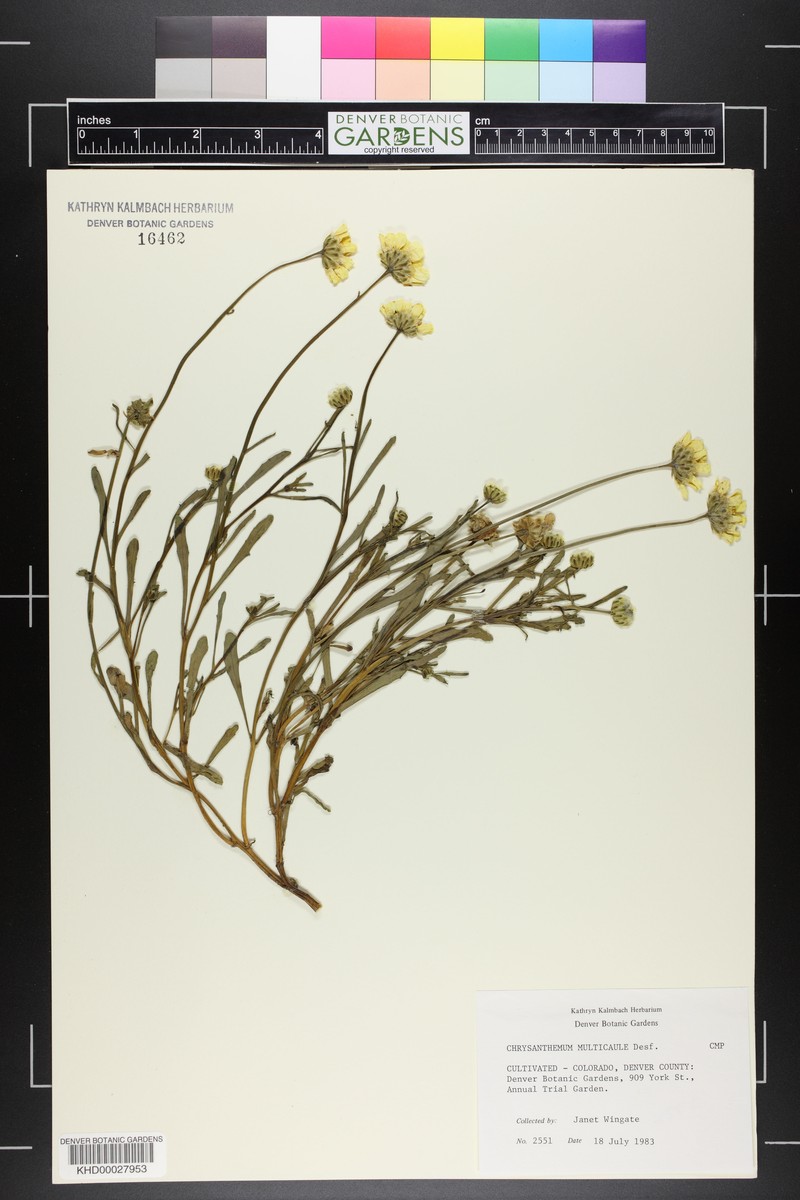 Coleostephus multicaulis photo 7