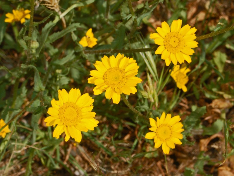 Coleostephus myconis