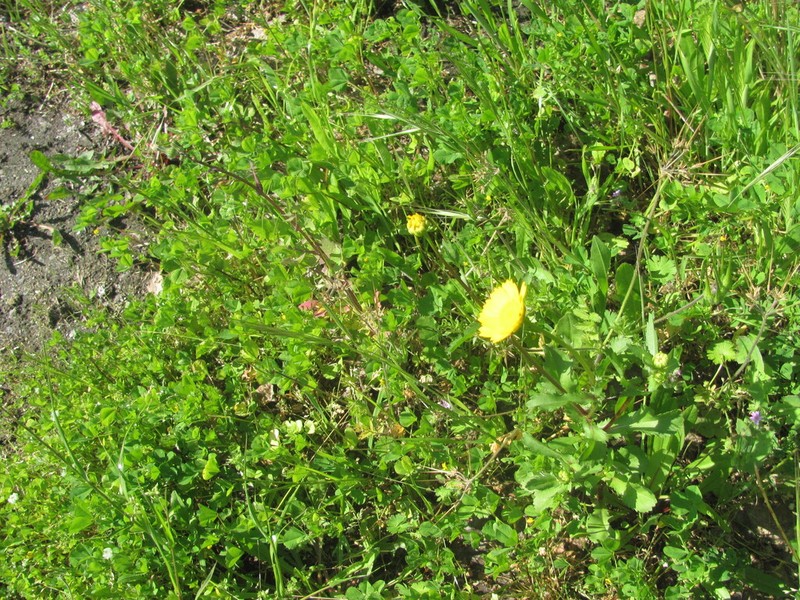 Coleostephus myconis photo 2