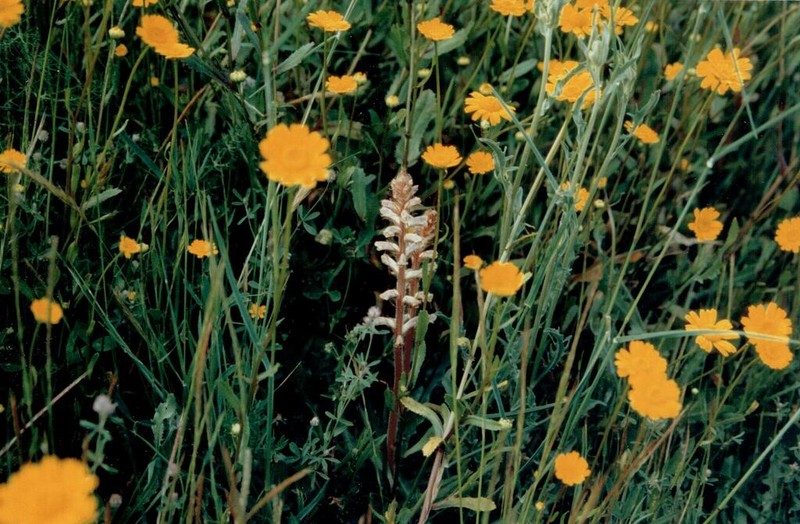 Coleostephus myconis photo 4