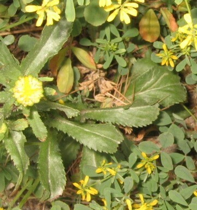 Coleostephus myconis photo 5