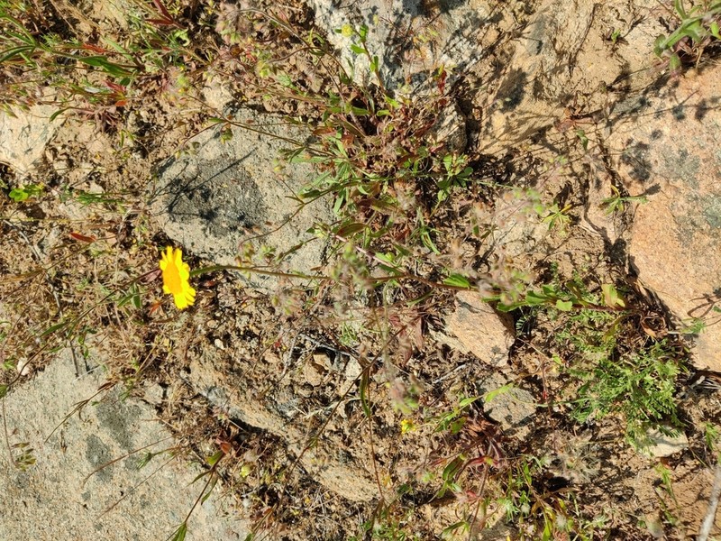 Coleostephus myconis photo 6