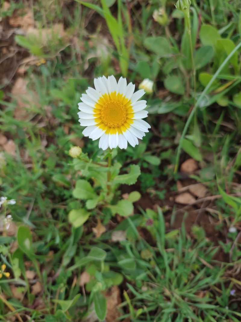 Coleostephus myconis subsp. discolor