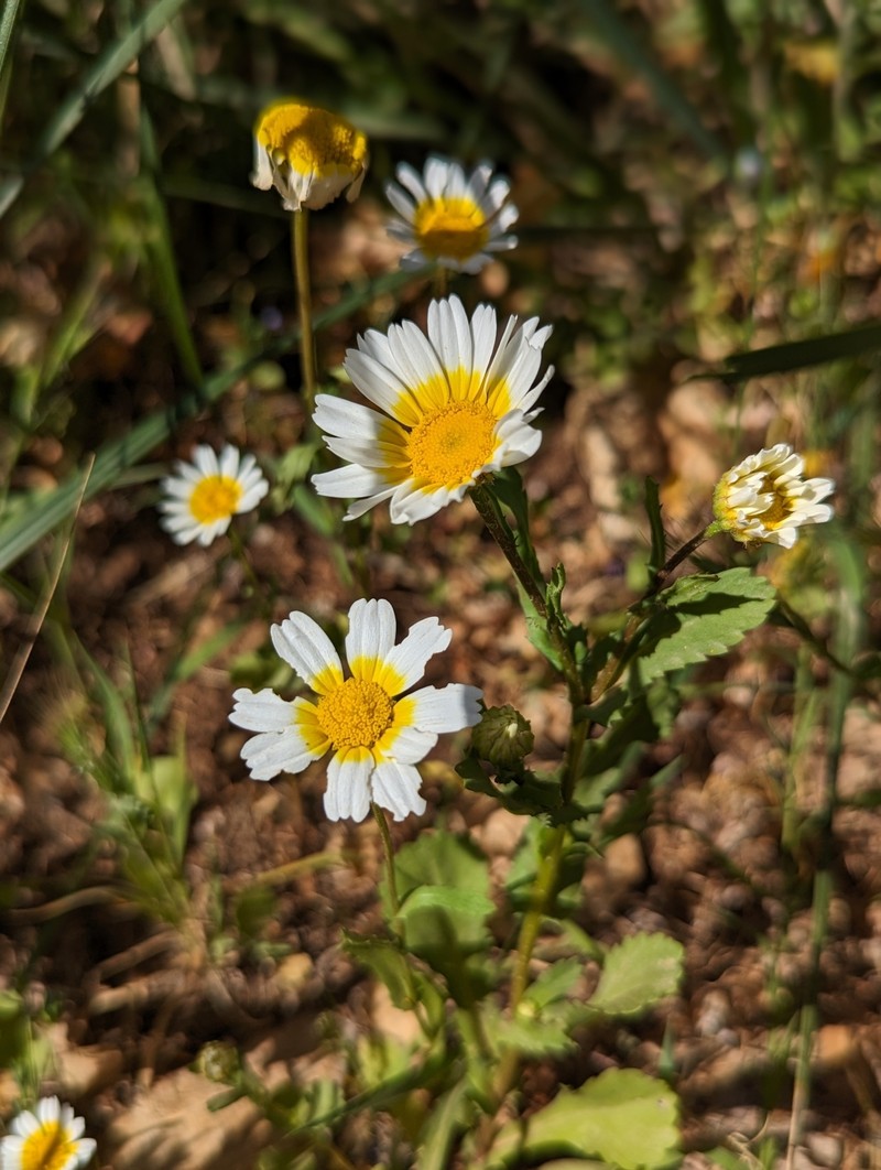 Coleostephus myconis subsp. discolor photo 2