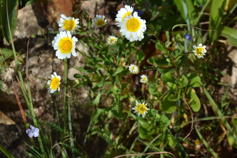 Coleostephus myconis subsp. discolor photo 3