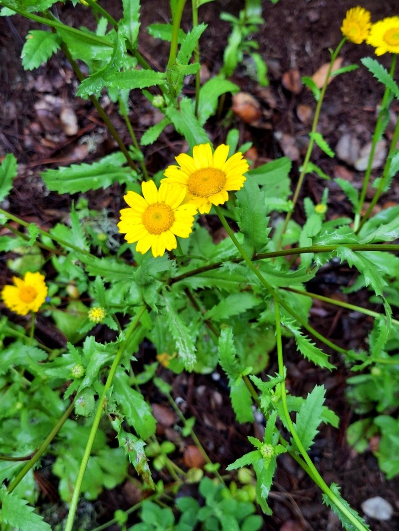 Coleostephus myconis subsp. myconis