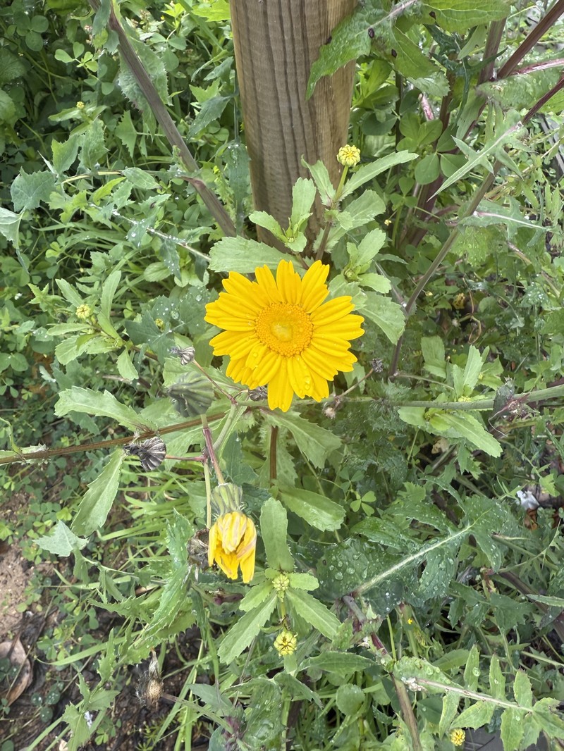 Coleostephus myconis subsp. myconis photo 2