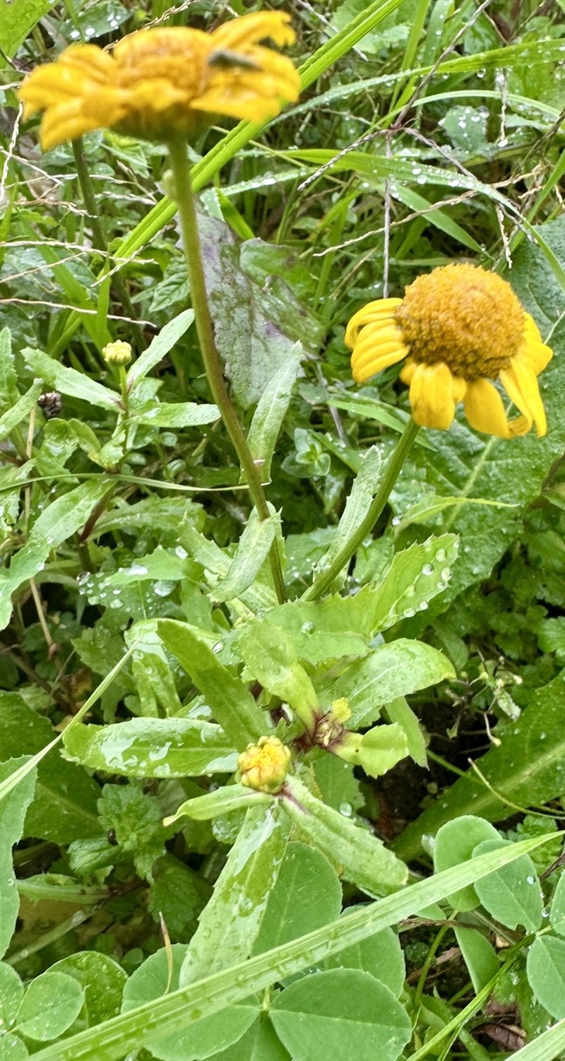Coleostephus myconis subsp. myconis photo 3