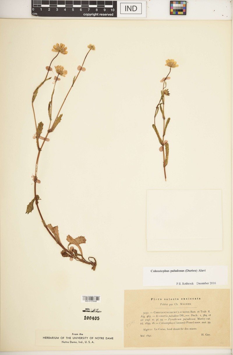 Coleostephus paludosus