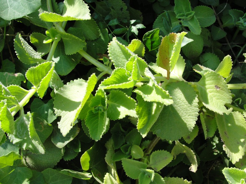 Mexican Mint photo 4