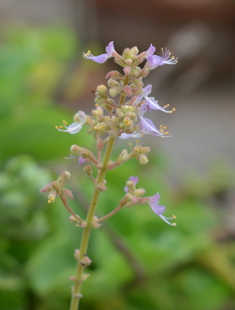 Mexican Mint photo 5