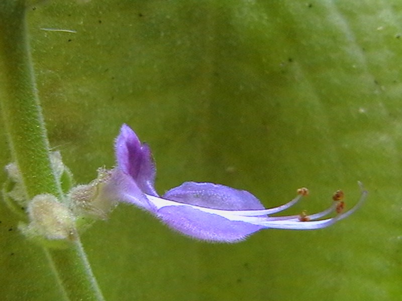 Mexican Mint photo 6
