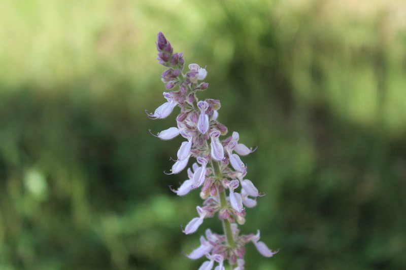 Mexican Mint photo 7