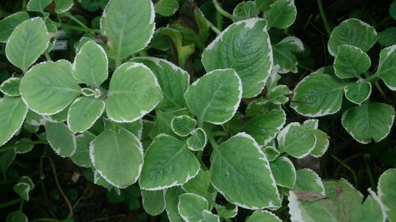 Mexican Mint photo 8