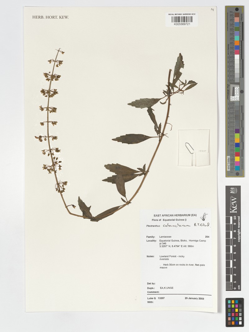 Coleus cataractarum